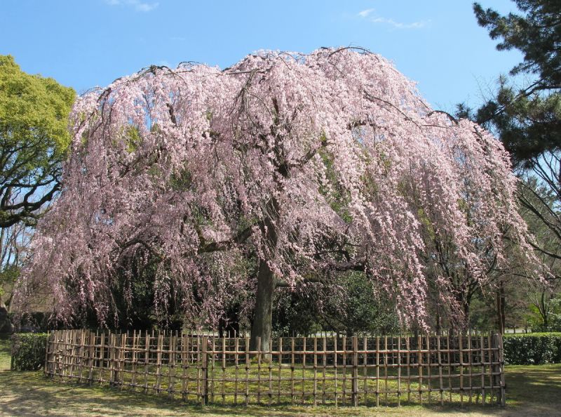 vườn ngự uyển